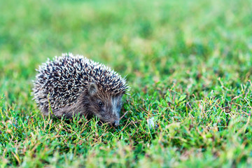 Lovely hedgehog or Erinaceus roumanicus on grass