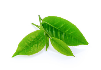 Obraz premium green tea leaf on isolated white background