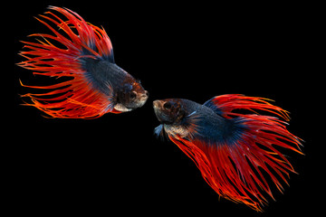 The moving moment beautiful of siamese betta fighting fish or crown tail fish in thailand on black background. 