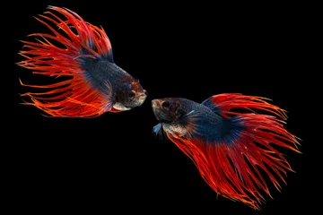 Fotobehang The moving moment beautiful of siamese betta fighting fish or crown tail fish in thailand on black background.  © Soonthorn