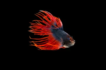 Foto op Aluminium The moving moment beautiful of siamese betta fighting fish or crown tail fish in thailand on black background.  © Soonthorn