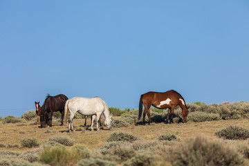 Wild Horses in Sand Wash Basin Colorado