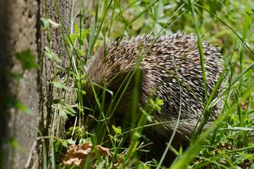 hedgehog in the grass
