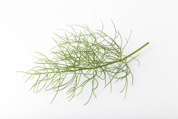 Frennel fresh herb on white background. Foeniculum vulgare