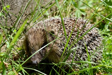 hedgehog in the grass
