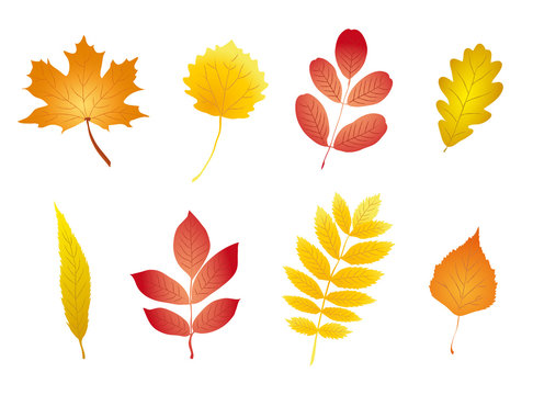 AUTUMN LEAVES SET