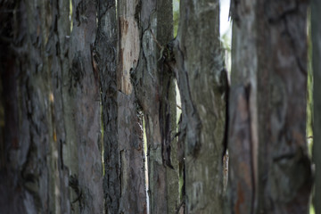 Wooden fence. Village. Russia.