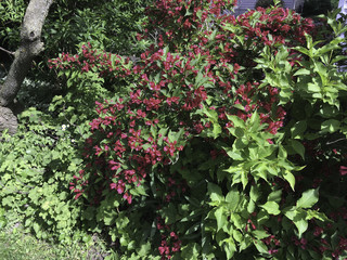 Fototapeta premium Red flowers on lush green background