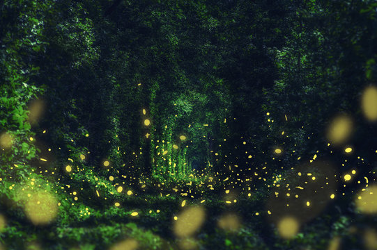 Fireflies in the wild forest. famous romantic place called Tunnel of Love, Klevan, Ukraine.  natural summer (spring) background (collage)