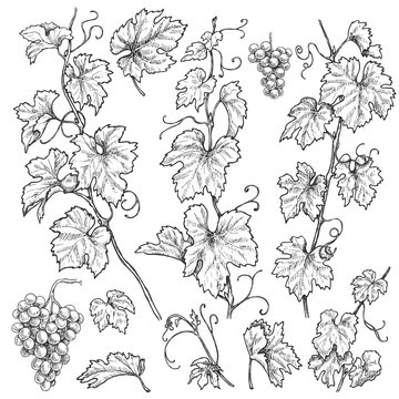 Hand Drawn Grape Branches  Set