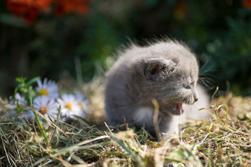 Gray kitten in the hay