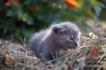 Gray kitten in the hay