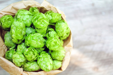 Green fresh hop cones for making beer in paper bag on gray wooden background, close-up. Copy space