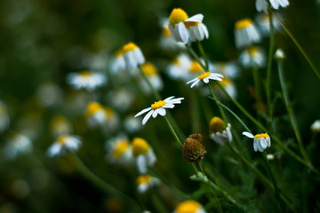 daisys