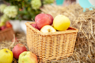 Fresh harvest of apples. Nature theme with red grapes and basket on straw background. Nature fruit concept.