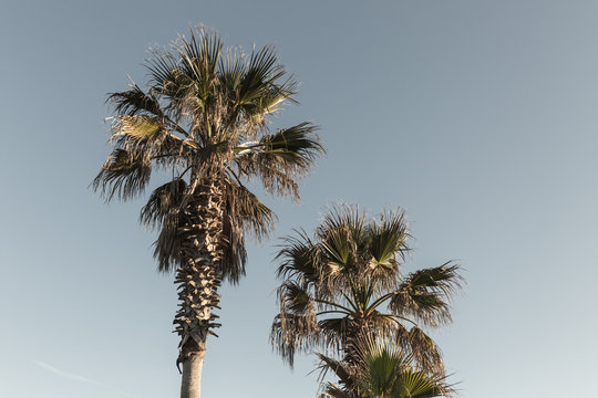 Palmiers sur fond de ciel bleu