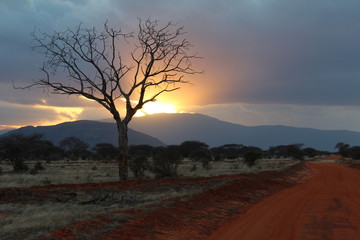 Sunset in Tsavo natural park in Kenya in Africa