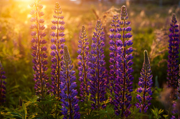 Obraz premium beautiful blue and violet lupines in rural field at sunrise (sunset). natural floral background