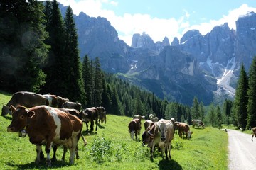 Fototapeta na wymiar mucca animale fattoria erba panorama montagna natura verde bosco foresra alberi bestiame fattoria campo pascolo rurale