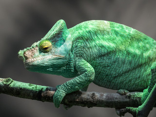 Fototapeta premium Caméléon
