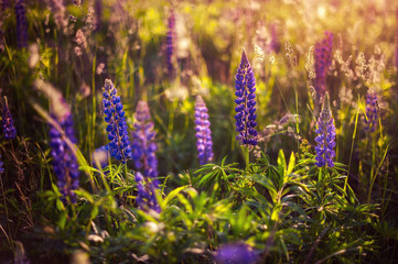 beautiful blue and violet lupines  in rural field at  sunrise (sunset). natural floral background