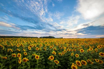 Foto op Plexiglas Zonnebloem summer landscape. sunny field of sunflowers on sunset