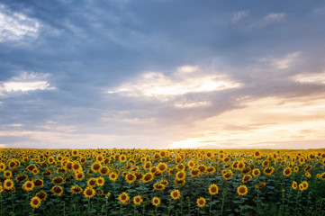 natural summer background. beautiful  sunflowers under  blue sky