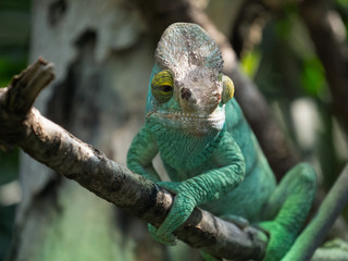 Caméléon
