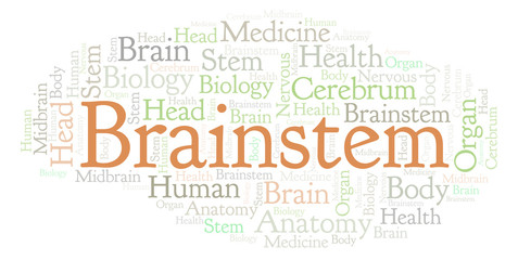 Obraz premium Brainstem word cloud.