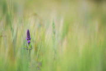 Hidden in grain