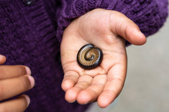 Millipede on kid's hand palm