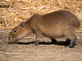 Capybara