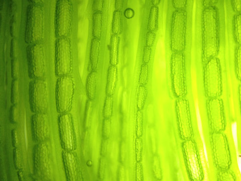 zoom microorganism algae cell