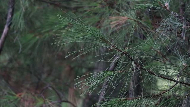 Close up of rain falling on a pine tree branch with water running down forming droplets on the tips of the needles The image can be used as a background.