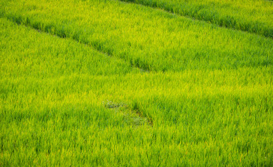 The Walking path in a lush rice paddy During the period of white planting in the morning and Sunny sun in agriculture and environment concept.