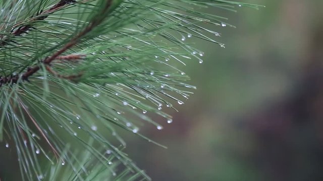 Close up of rain falling on a pine tree branch with water running down forming droplets on the tips of the needles The image can be used as a background.