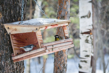 Suspended feeder from plywood on iron chain to tree with beautiful birds inside, in spring forest.