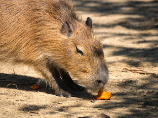 Capybara
