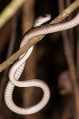 Colubrid snake in Manu national park, Peru