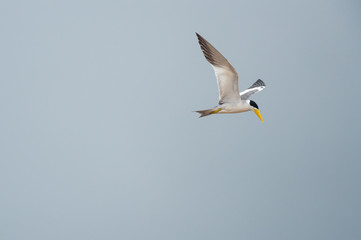 Flying tern in Manu national park, Peru