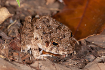 Camouflaged frog in Manu national park, Peru