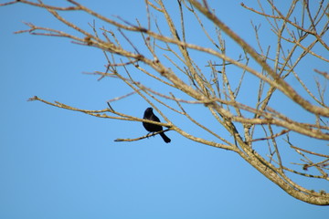 Black Bird