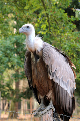 Gänsegeier