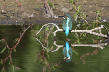 Common Kingfisher (Alcedo atthis)