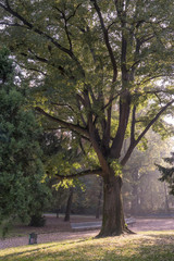 Naklejka premium Arbre dans un square