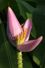 banana flower - 220828969