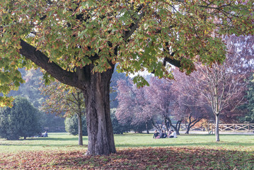 Naklejka premium Parc en automne