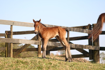 Quarter Horse Foal