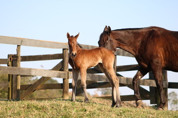 Quarter Horse Foal