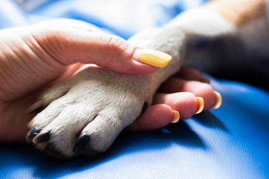 Contact between dog paw and human hand